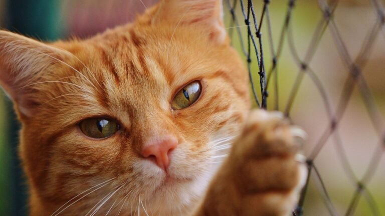 Texas Officials Warn Residents Not to Try to Help Cat Covered in Red Dye