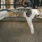 8 Weird Places Cats Love to Sleep
