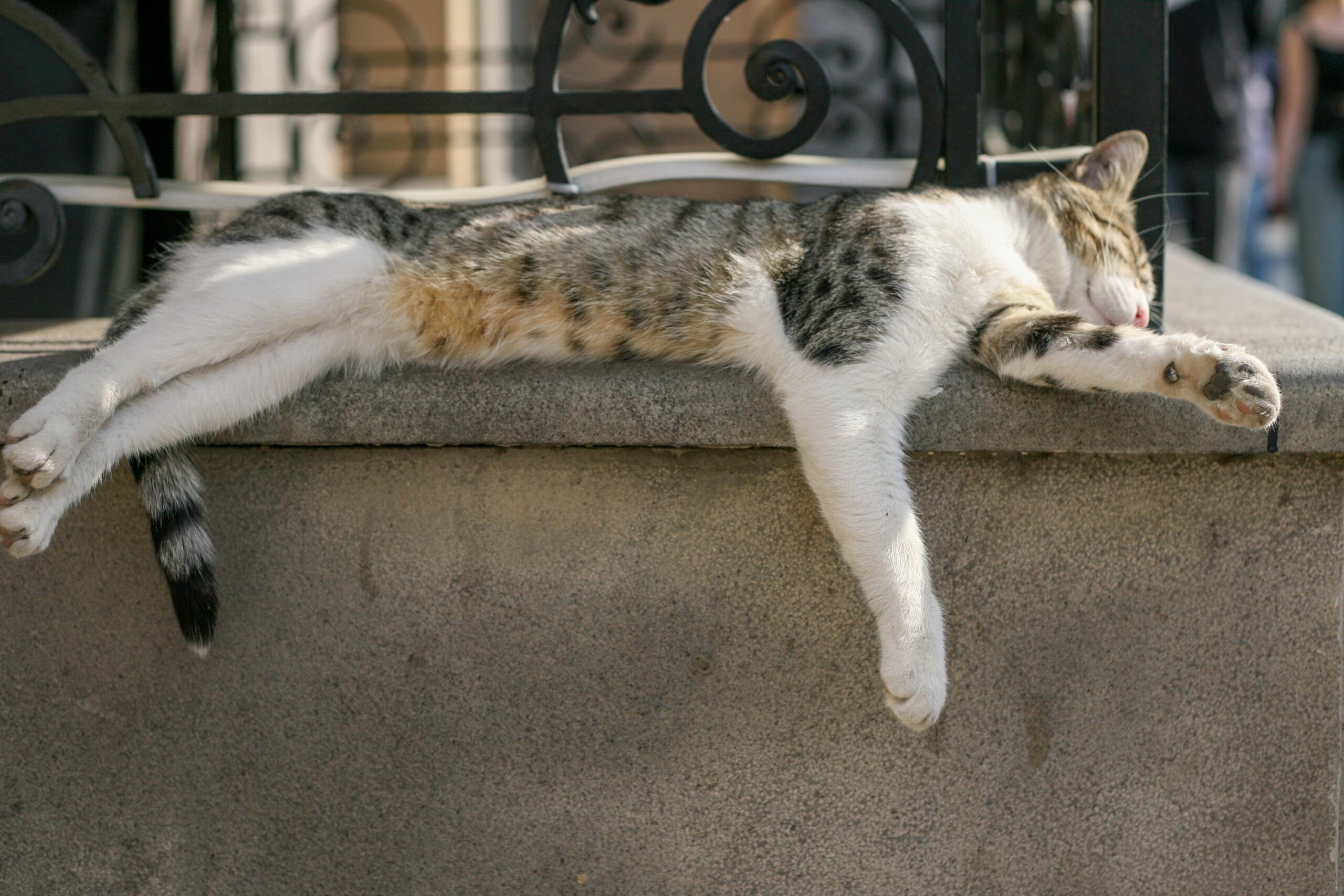 8 Weird Places Cats Love to Sleep
