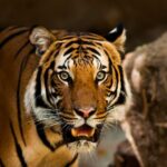 Man Found Dead and Partially Eaten in Suspected Tiger Attack