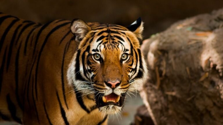 Man Found Dead and Partially Eaten in Suspected Tiger Attack