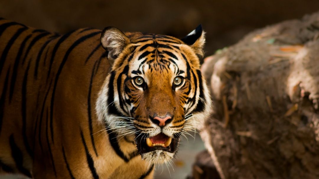 Man Found Dead and Partially Eaten in Suspected Tiger Attack