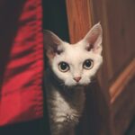 The Cat Breeds That Bond Best With Zodiac Sign Aries