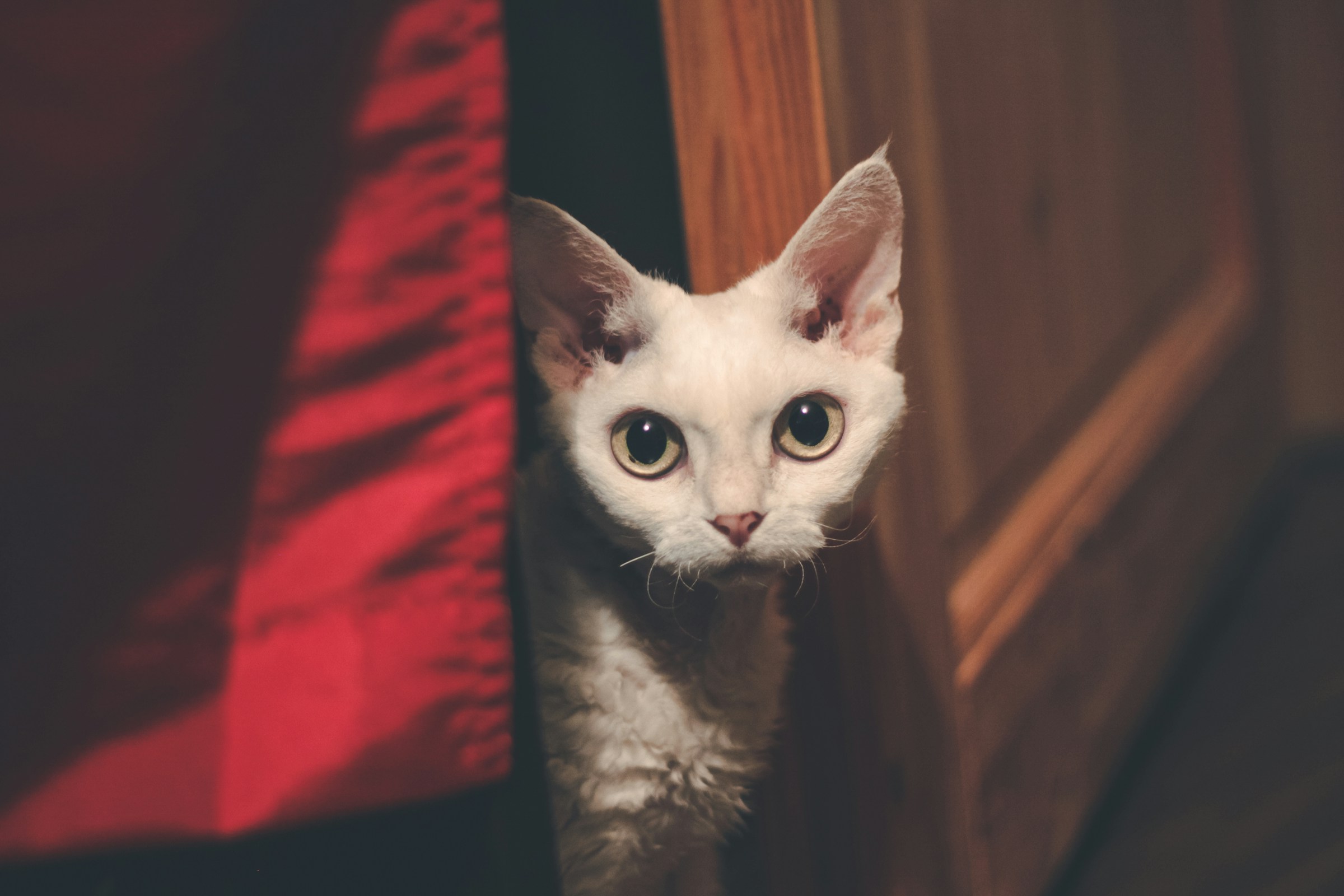 The Cat Breeds That Bond Best With Zodiac Sign Aries