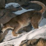 Wildlife Biology Says Mountain Lions Who Watch Humans From a Distance Are Usually Gathering More Information Than Preparing to Attack