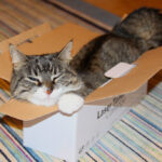 10 Hilarious Cat Habits Every Owner Will Recognize