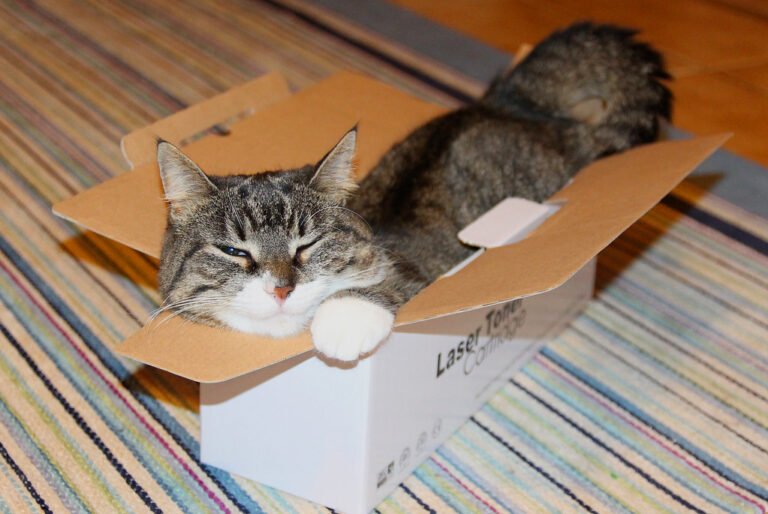 10 Hilarious Cat Habits Every Owner Will Recognize