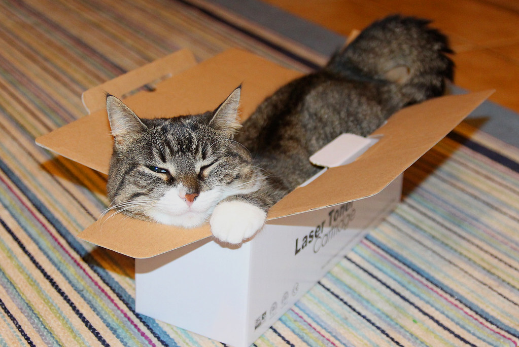 10 Hilarious Cat Habits Every Owner Will Recognize