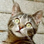 8 Funny Things Cats Are Scared of and It Makes No Sense