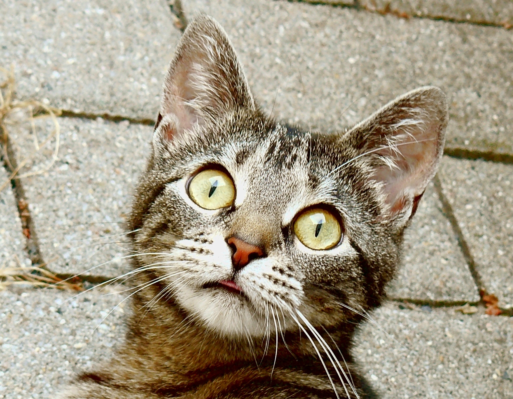 8 Funny Things Cats Are Scared of and It Makes No Sense