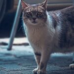 10 Cat Breeds That Will Follow You Everywhere And Love Every Minute