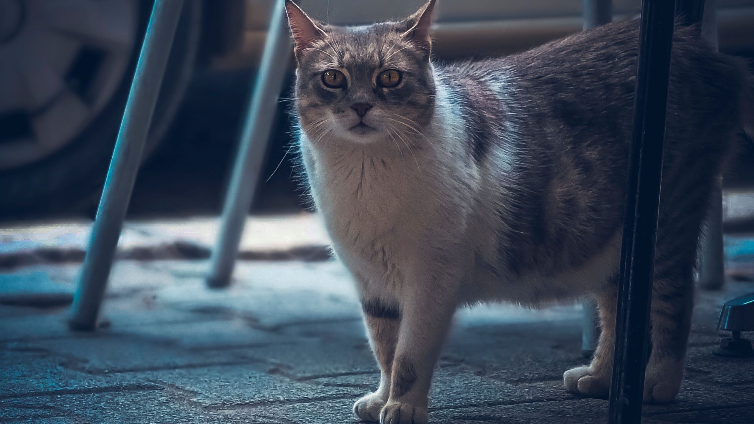 10 Cat Breeds That Will Follow You Everywhere And Love Every Minute