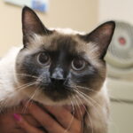 8 Dangerous Cat Breeds Families With Children Should Avoid