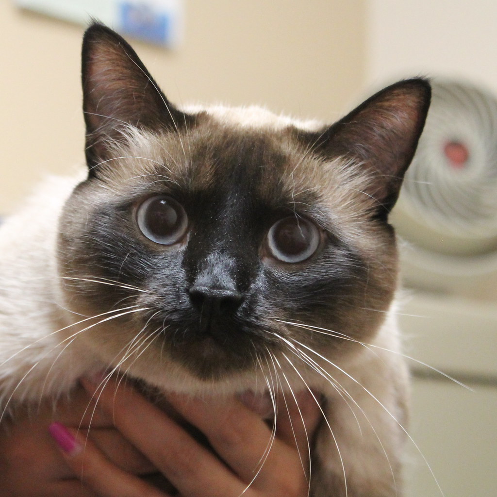 8 Dangerous Cat Breeds Families With Children Should Avoid