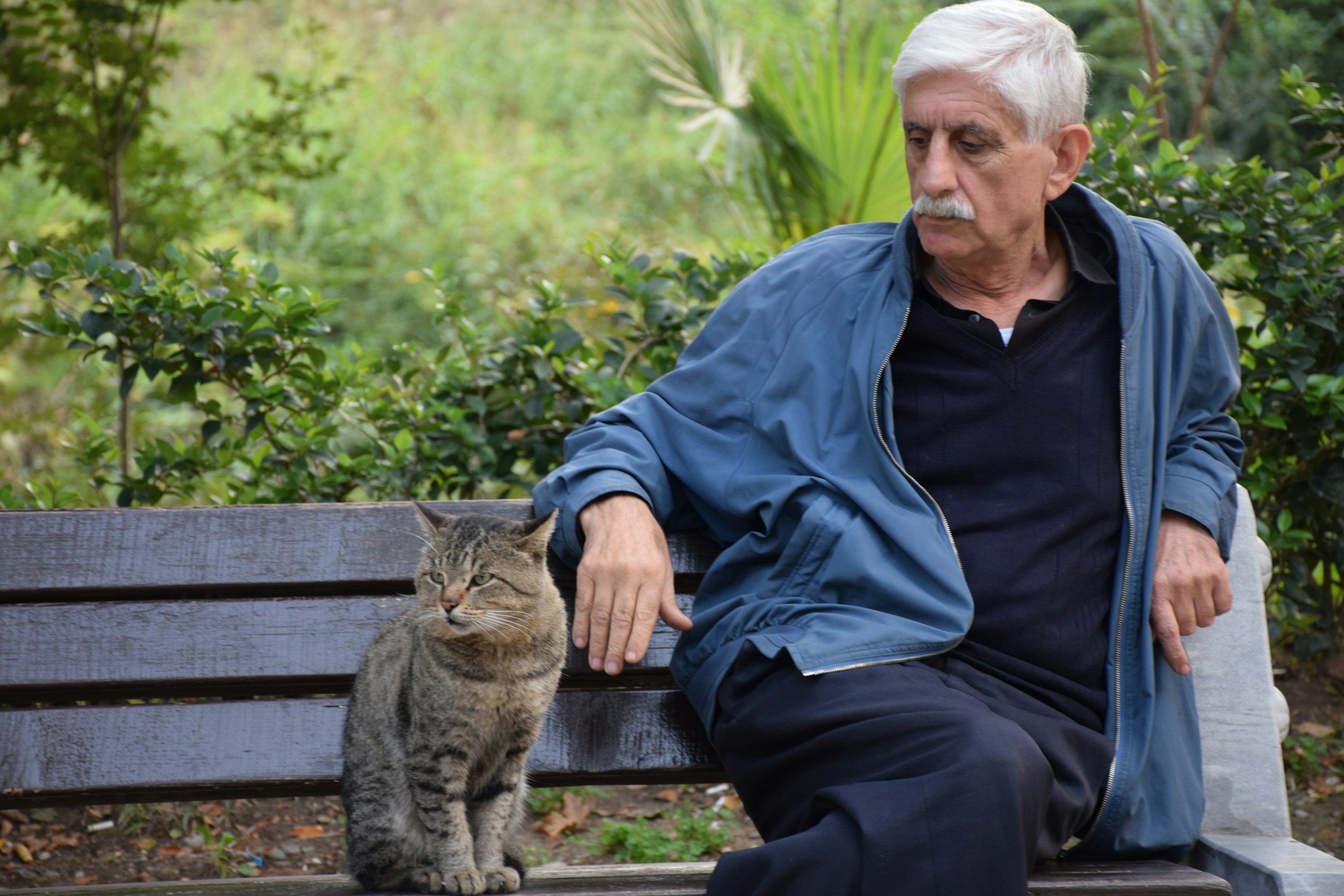 8 Cat Breeds That Make Ideal Companions For People Over 60