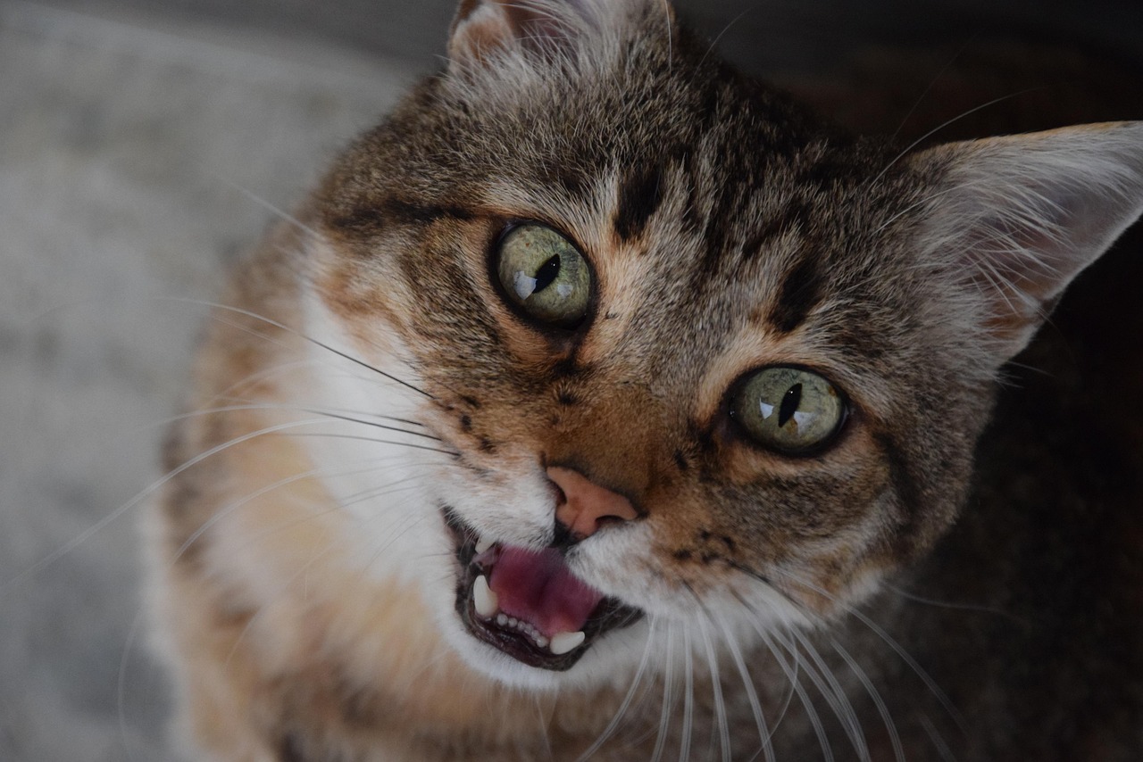 8 Signs Your Cat Thinks You Are Part of the Family
