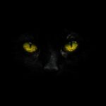 The Cat Breed For Every Zodiac Sign