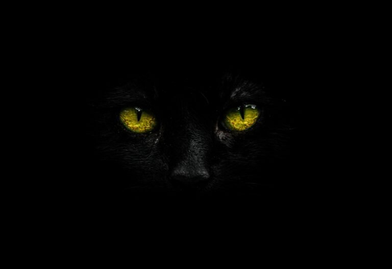 The Cat Breed For Every Zodiac Sign
