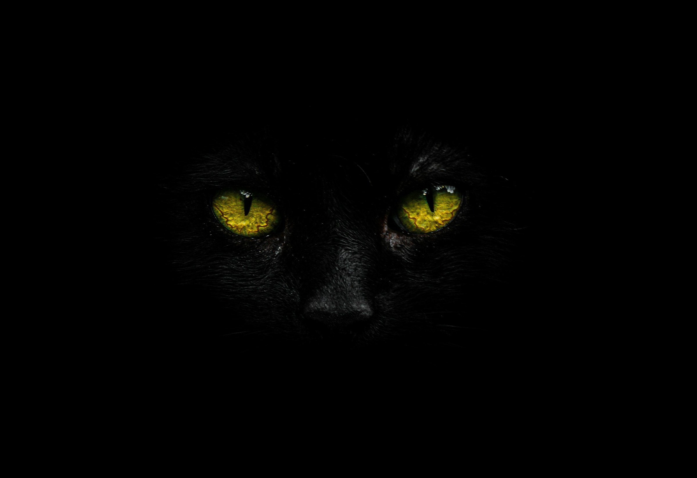 The Cat Breed For Every Zodiac Sign