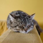 What Your Cat's Favorite Sleeping Spot Says About Them