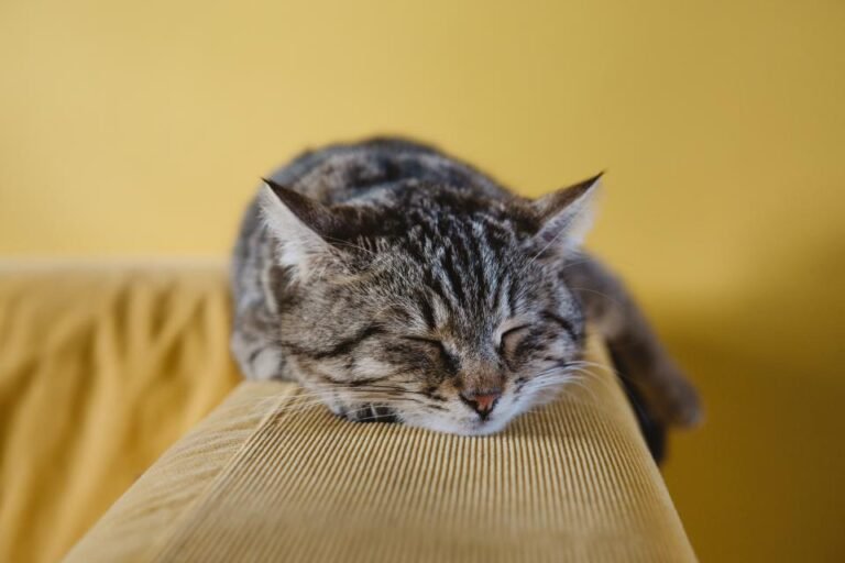 What Your Cat's Favorite Sleeping Spot Says About Them
