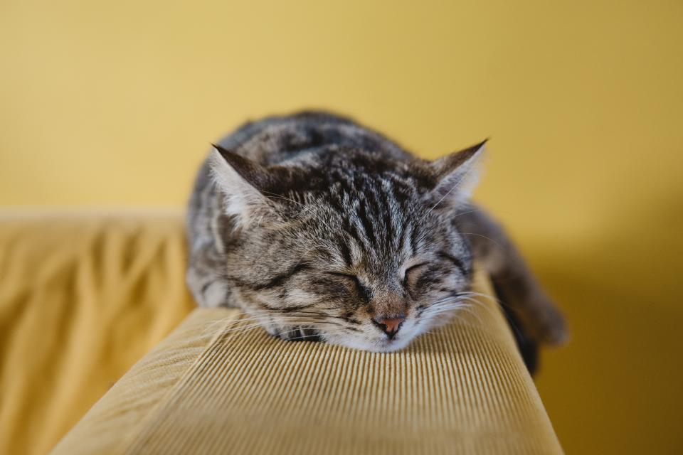 What Your Cat's Favorite Sleeping Spot Says About Them