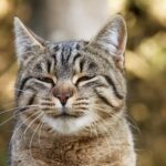 Animal Science Says Cats Who Slowly Blink at Their Owners Are Communicating Something More Meaningful Than Sleepiness