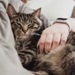 Feline Psychology Says Cats Who Sleep Beside the Same Person Every Night May Be Revealing More Than Simple Affection