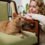 Feline Psychology Says Cats Who Sit Nearby Without Asking for Attention May Feel More Attached Than They Appear