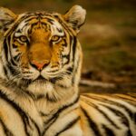 Animal Science Says the Solitary Lives of Tigers May Require More Social Awareness Than Their Reputation Suggests