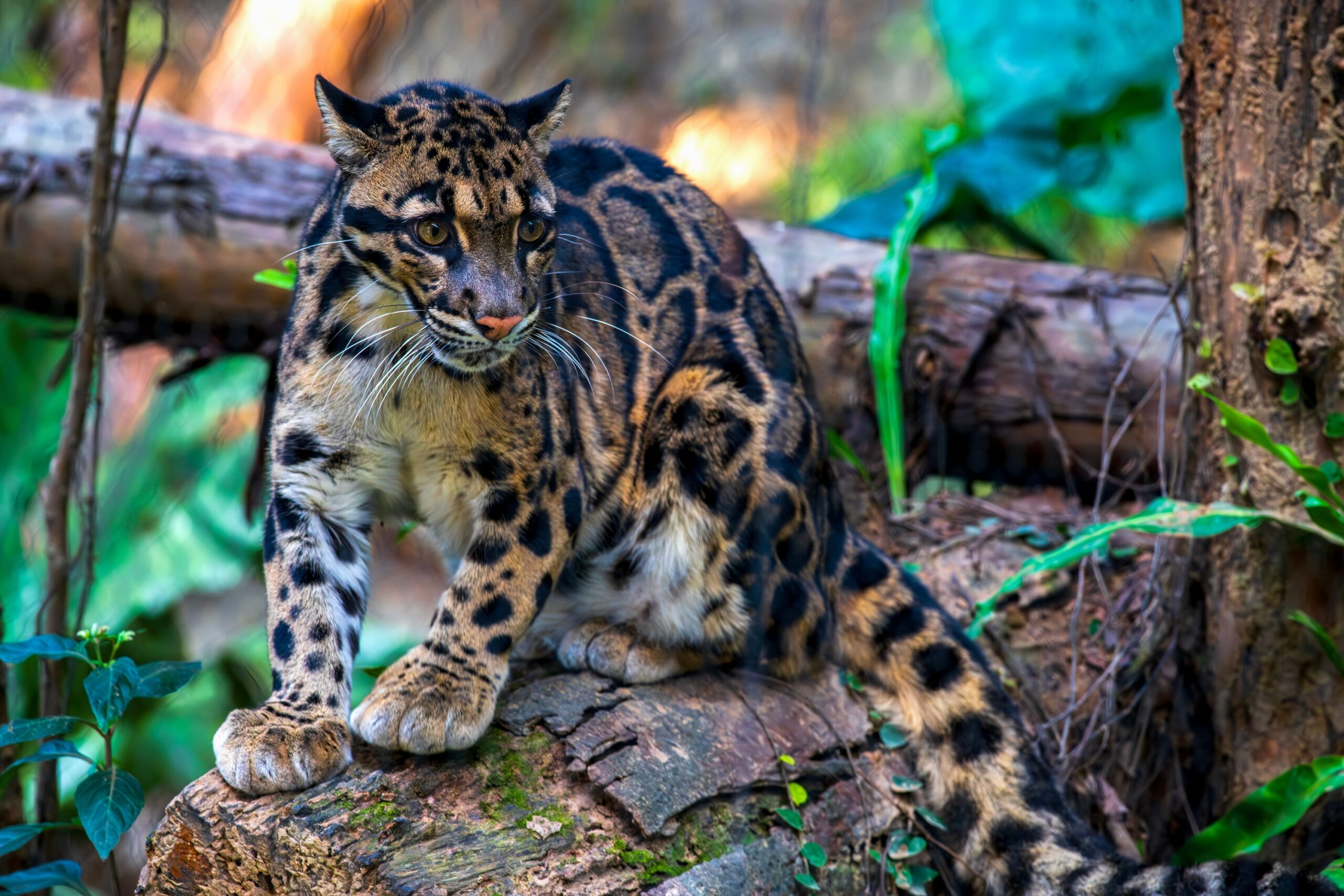 Wildlife Biology Says Clouded Leopards Spend Their Lives So Well Hidden That Scientists Still Know Surprisingly Little About Their Daily Behavior