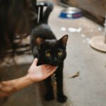 Animal Psychology Says Cats Who Follow You From Room to Room Are Tracking More Than Where You Go