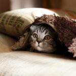 Animal Psychology Says Cats Who Retreat When Guests Arrive Are Making a More Calculated Decision Than Simply Being Shy