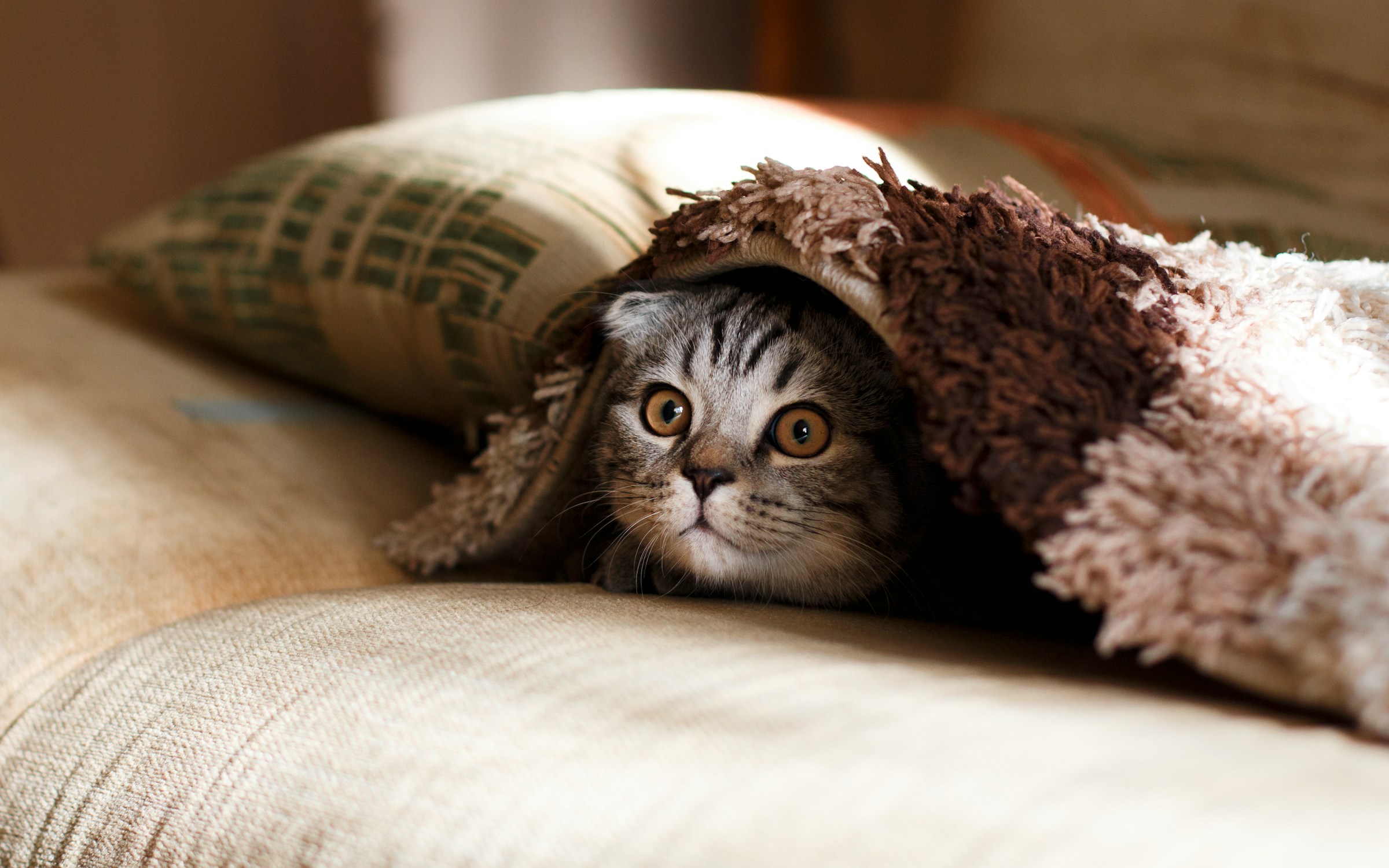 Animal Psychology Says Cats Who Retreat When Guests Arrive Are Making a More Calculated Decision Than Simply Being Shy