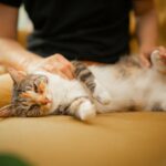 Feline Behavior Says Cats Who Sleep With Their Backs Toward You May Actually Be Showing More Trust Than Cats Who Face You