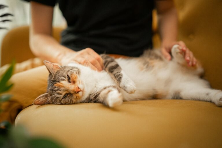 Feline Behavior Says Cats Who Sleep With Their Backs Toward You May Actually Be Showing More Trust Than Cats Who Face You