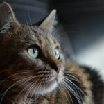 Animal Science Says Cats Who Suddenly Stare at Empty Spaces May Be Detecting Things Their Owners Cannot Hear or See