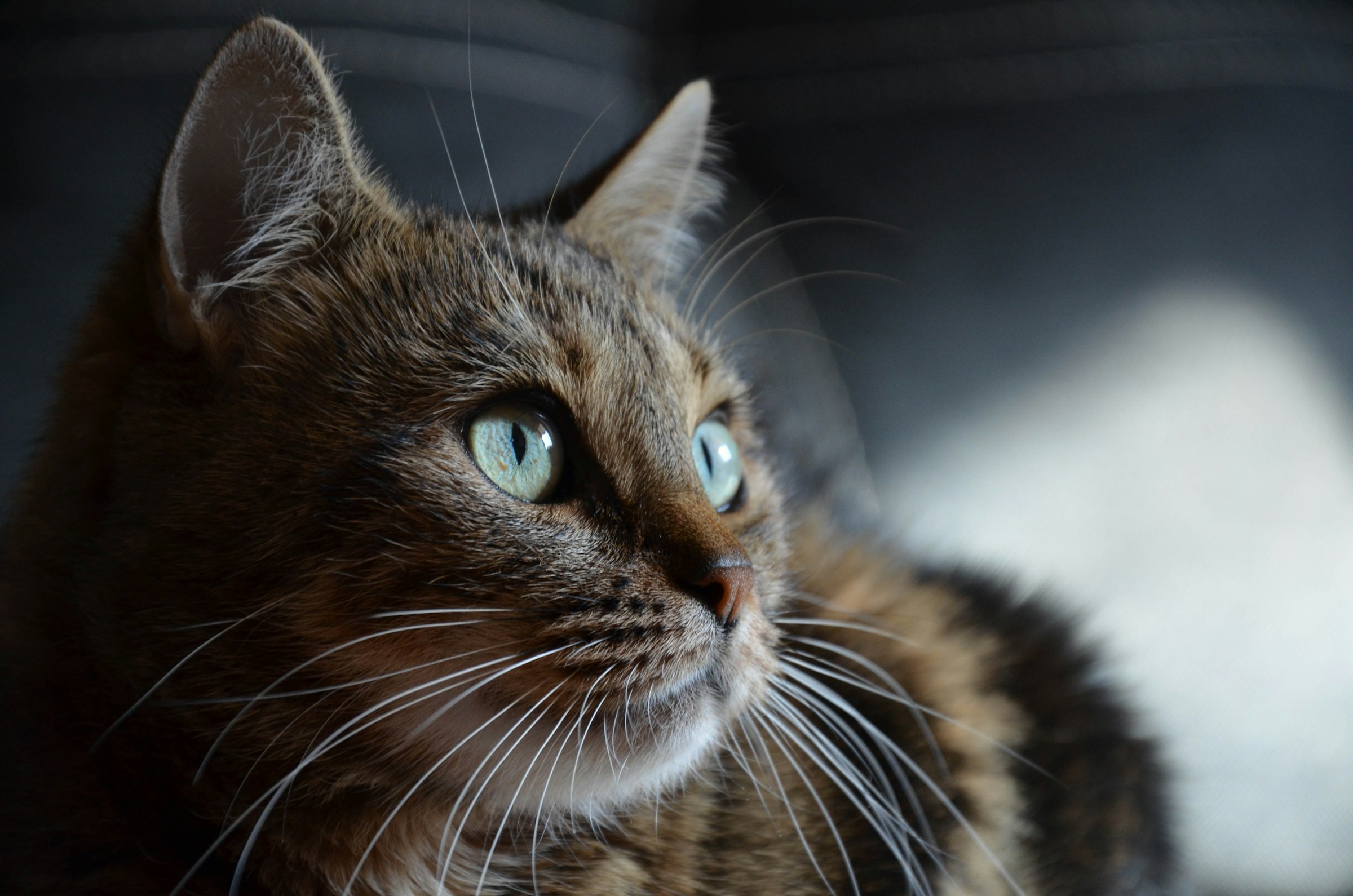Animal Science Says Cats Who Suddenly Stare at Empty Spaces May Be Detecting Things Their Owners Cannot Hear or See