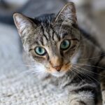 Animal Behavior Says Cats Who Look at Their Owners When Something Strange Happens May Be Checking More Than Your Reaction