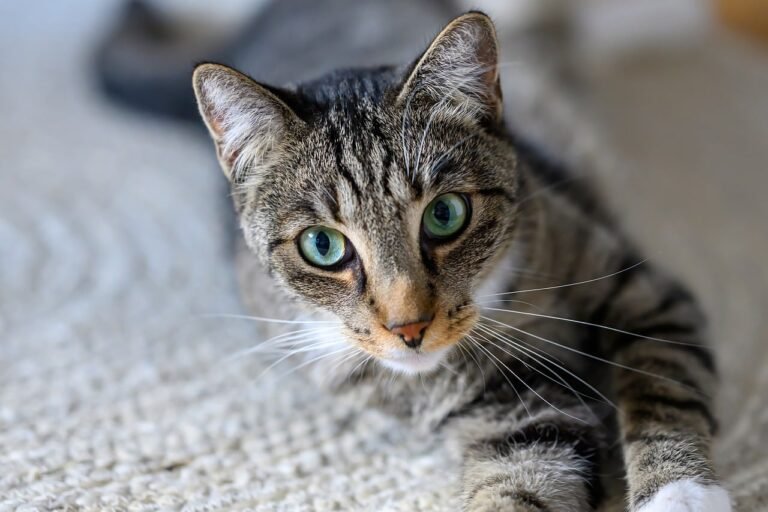 Animal Behavior Says Cats Who Look at Their Owners When Something Strange Happens May Be Checking More Than Your Reaction