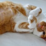 Animal Psychology Says Cats Who Show You Their Belly Are Communicating Trust, but Not Necessarily Asking to Be Touched