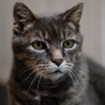 15 Things Senior Cats Start Doing That Owners Often Mistake for Normal Aging