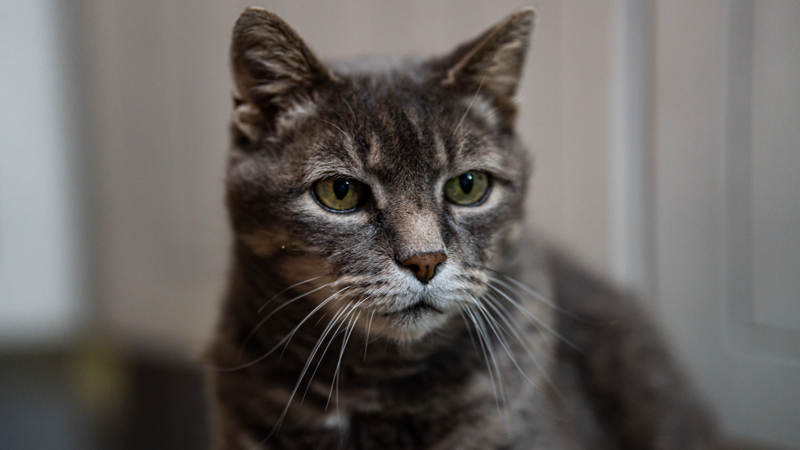15 Things Senior Cats Start Doing That Owners Often Mistake for Normal Aging