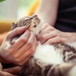 9 Quiet Ways Your Cat Is Asking for Attention Without Meowing