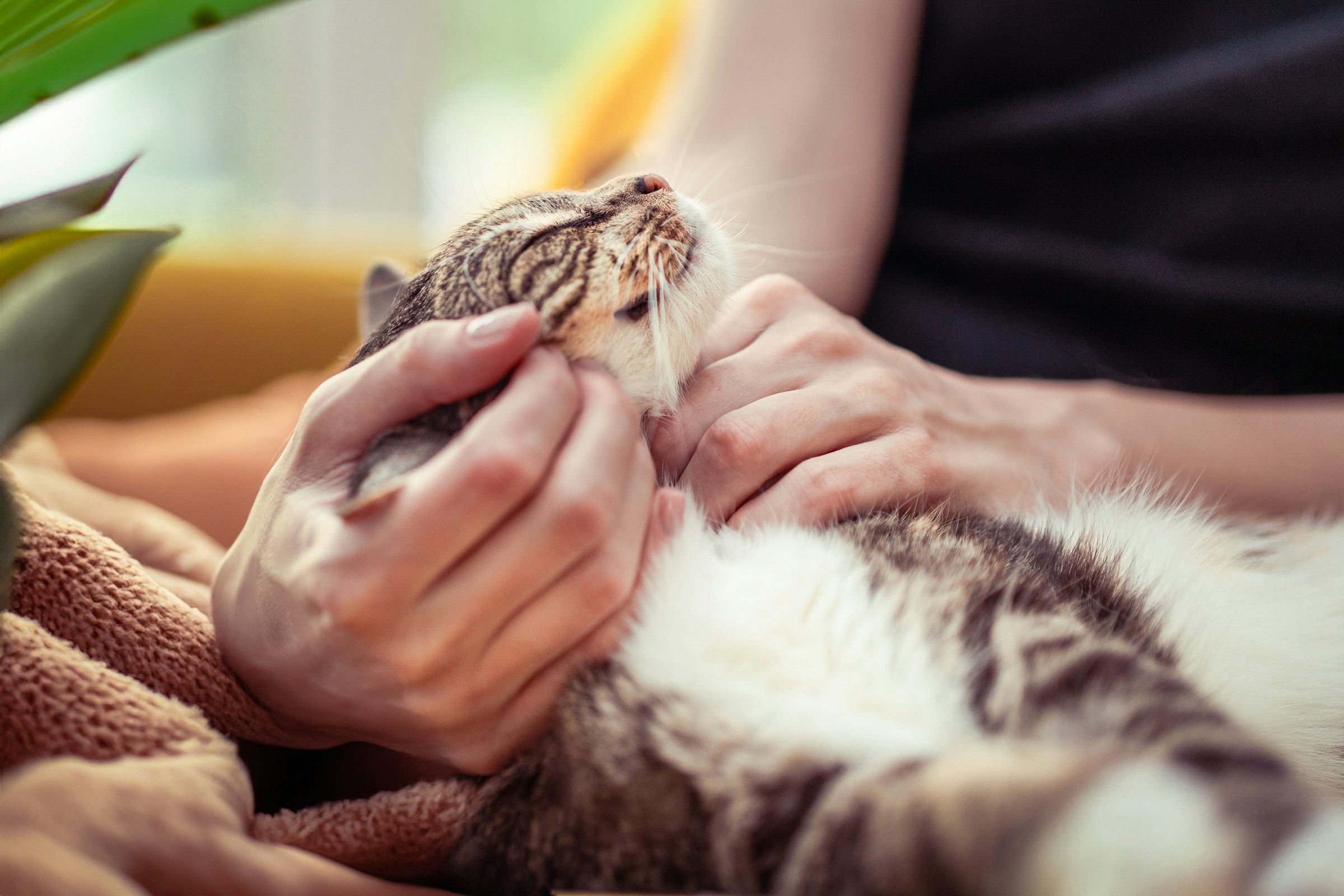 9 Quiet Ways Your Cat Is Asking for Attention Without Meowing