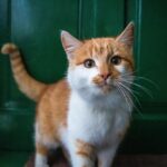 Feline Psychology Says Cats Who Wait Outside Closed Doors May Be Reacting to More Than Being Denied Access