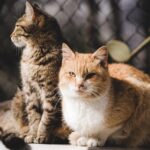 12 Things No One Warns You About Before Getting a Second Cat