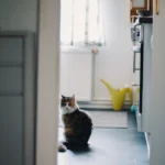 Why Your Cat Waits Outside the Bathroom Door Every Single Time