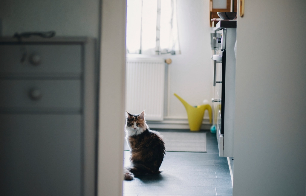 Why Your Cat Waits Outside the Bathroom Door Every Single Time