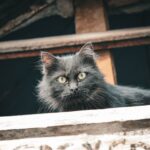 12 Strange Things Cats Can Hear That Humans Never Notice